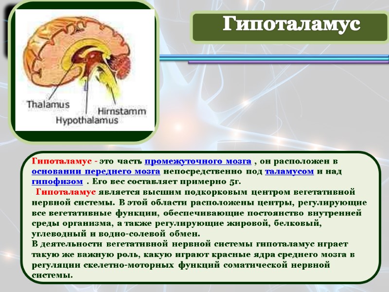 Гипоталамус - это часть промежуточного мозга , он расположен в основании переднего мозга непосредственно